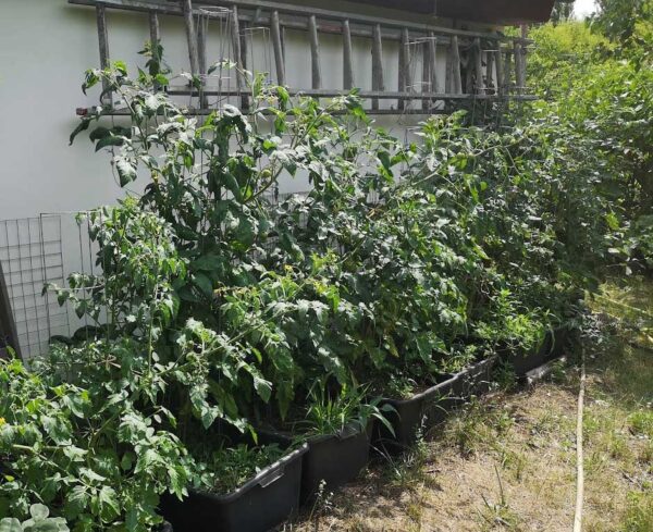 Tomatenpflanzen