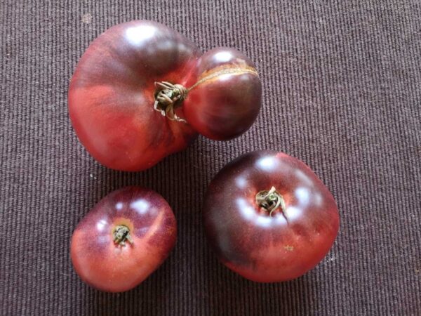 Tomate Sibirischer Tiger