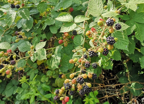 Brombeeren
