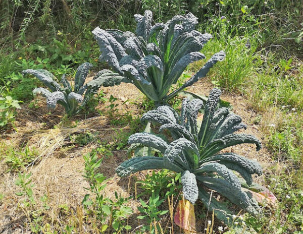Palmkohl