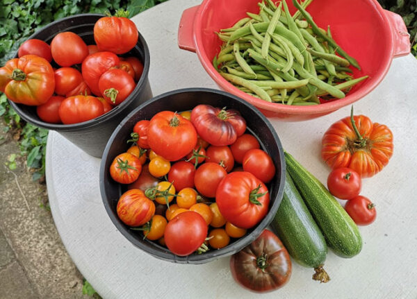 Tomatneernte 2025