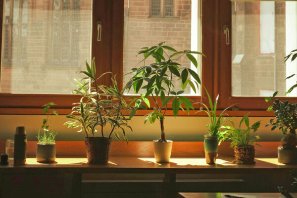 Zimmerpflanzen auf Fensterbank