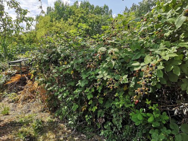 Brombeerhecke
