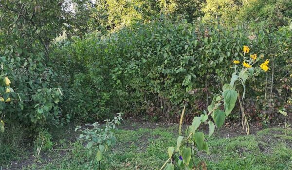 Hecke als Sichschutz