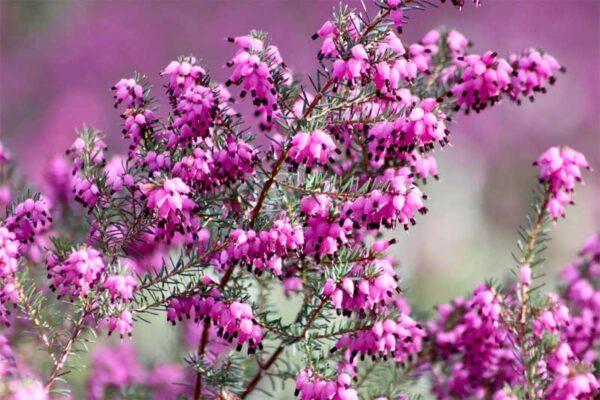 Schneeheide (Erica carnea)